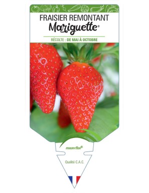 FRAISIER MARIGUETTE® COV MARIONNET 99