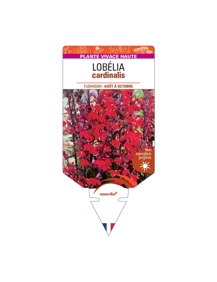 LOBELIA CARDINALIS (rouge) *