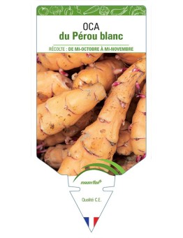 OCA DU PÉROU BLANC