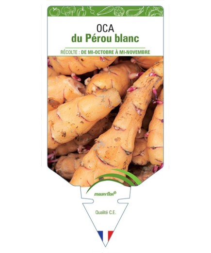 OCA DU PÉROU BLANC