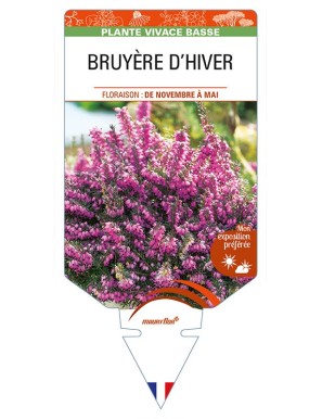 Erica Carnea Rouge (Bruyère d'hiver)*