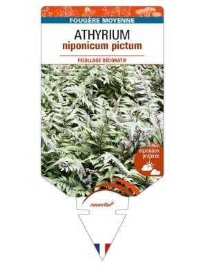 ATHYRIUM niponicum pictum