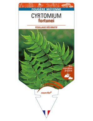 CYRTOMIUM fortunei