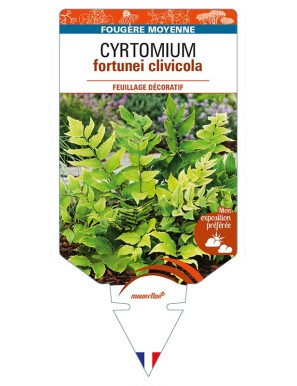 CYRTOMIUM fortunei clivicola