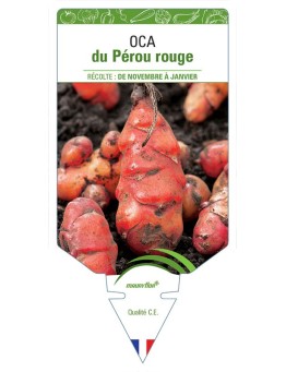 OCA DU PÉROU ROUGE
