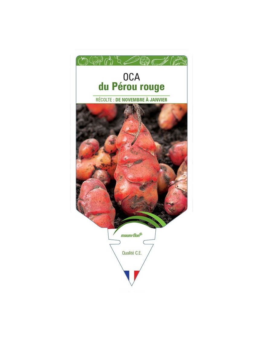 OCA DU PÉROU ROUGE