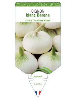 OIGNON BLANC BARONA