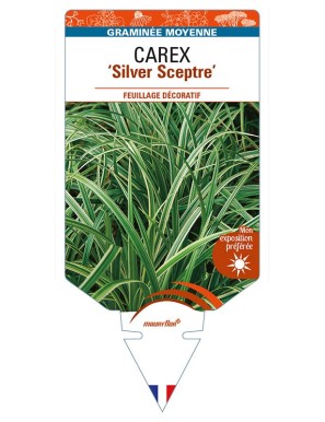 CAREX 'Silver Sceptre'