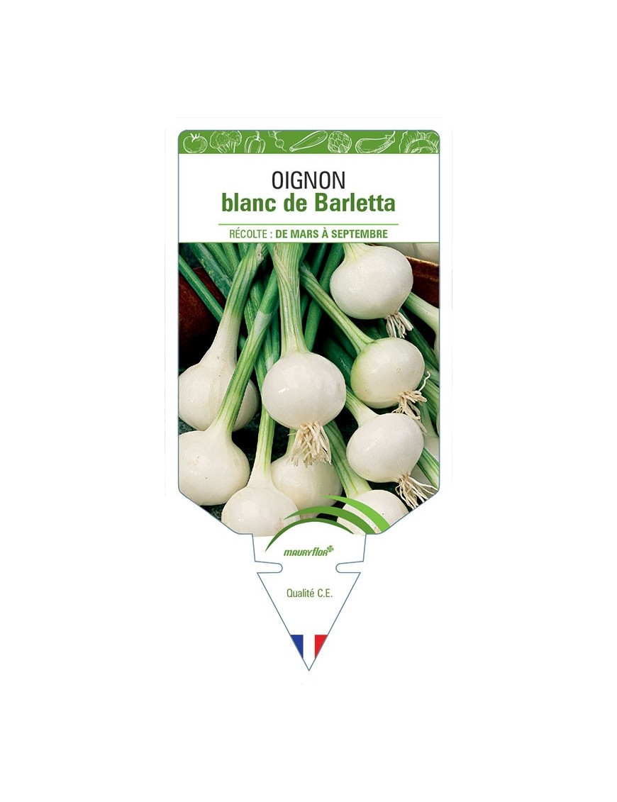 OIGNON BLANC DE BARLETTA