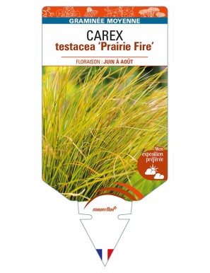 CAREX testacea 'Prairie Fire'