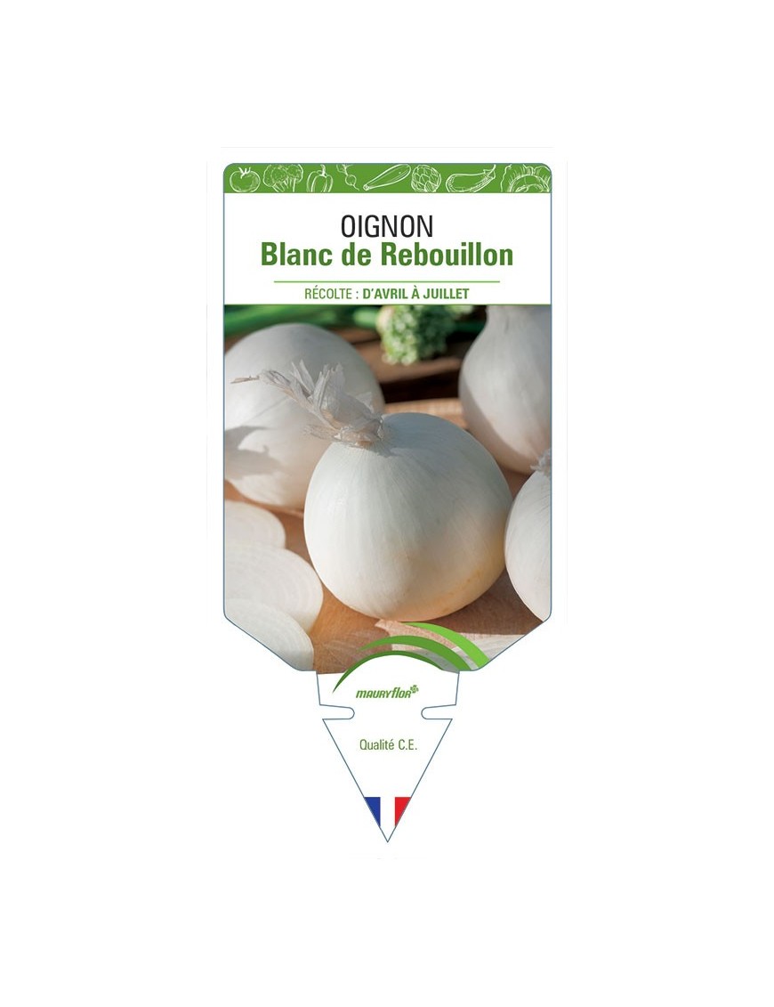 OIGNON BLANC DE REBOUILLON