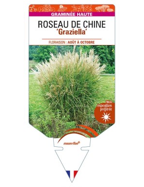 MISCANTHUS sinensis 'Graziella' voir ROSEAU DE CHINE