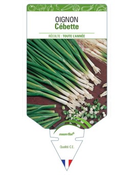 OIGNON CÉBETTE