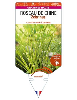 MISCANTHUS sinensis 'Zebrinus’ voir ROSEAU DE CHINE