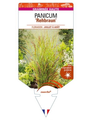 PANICUM (virgatum) 'Rehbraun'