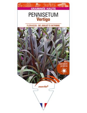 PENNISETUM (purpureum) Vertigo