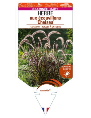 PENNISETUM advena 'Chelsea' voir HERBE aux écouvillons