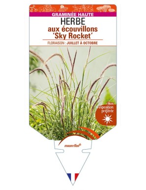 PENNISETUM advena 'Sky Rocket' voir HERBE aux écouvillons