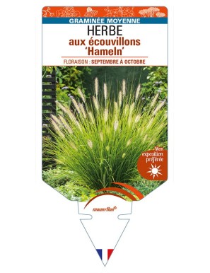 PENNISETUM alopecuroides 'Hameln’ voir HERBE aux écouvillons