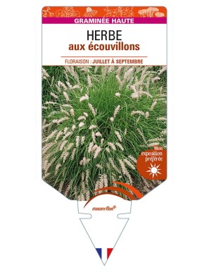 PENNISETUM orientale voir HERBE aux écouvillons