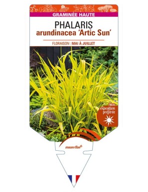 PHALARIS arundinacea 'Actic Sun'