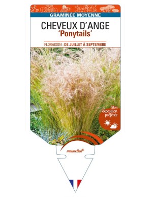 STIPA tenuissima ‘Ponytails’ voir CHEVEUX D'ANGE