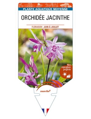 BLETILLA striata voir ORCHIDÉE JACINTHE