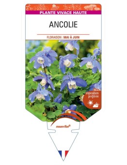 ANCOLIE (bleu/blanc) *