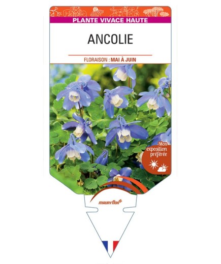 ANCOLIE (bleu/blanc) *