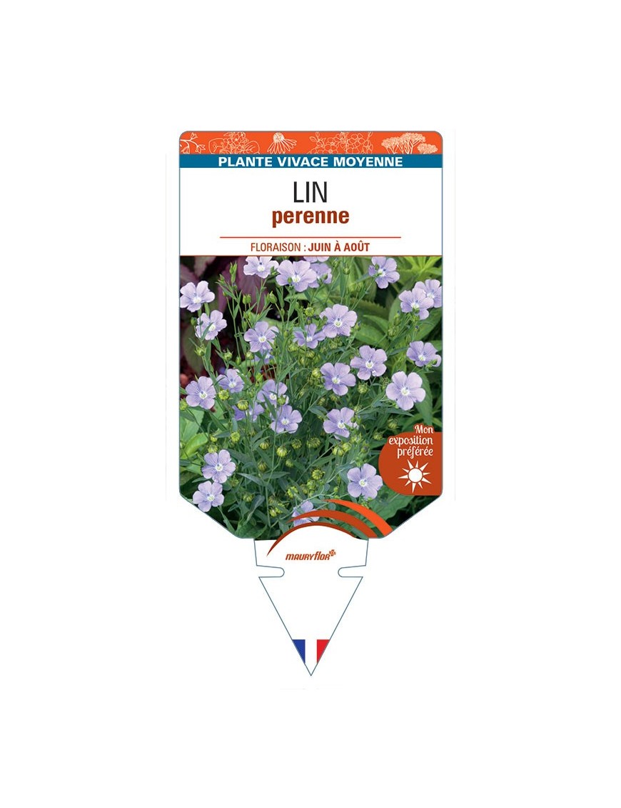 LIN perenne (bleu) *