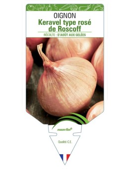 OIGNON KERAVEL TYPE ROSE DE ROSCOFF