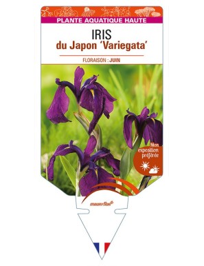 IRIS ensata 'Variegata' voir IRIS du Japon