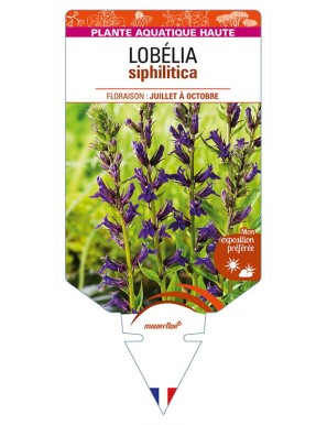 LOBELIA siphilitica