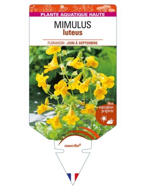 MIMULUS luteus