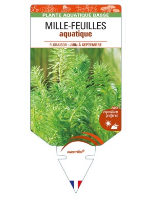 MYRIOPHYLLUM aquaticum voir MILLE-FEUILLES aquatique