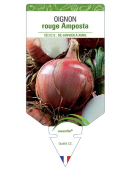 OIGNON ROUGE AMPOSTA