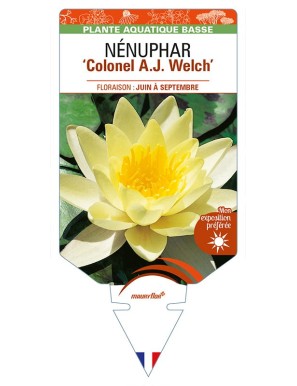 NYMPHAEA 'Colonel A.J. Welch' voir NÉNUPHAR