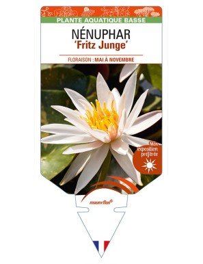 NYMPHAEA 'Fritz Junge'