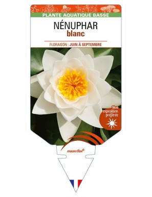 NYMPHAEA alba voir NÉNUPHAR