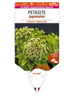 PETASITES japonicus