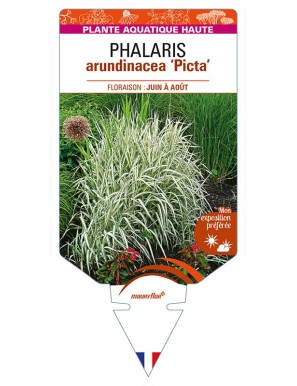 PHALARIS arundinacea 'Picta’