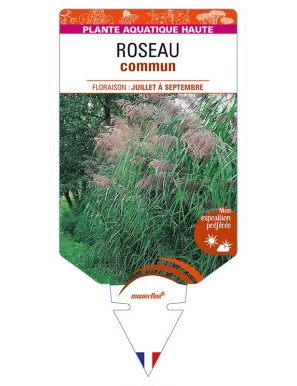 PHRAGMITES australis voir ROSEAU commun