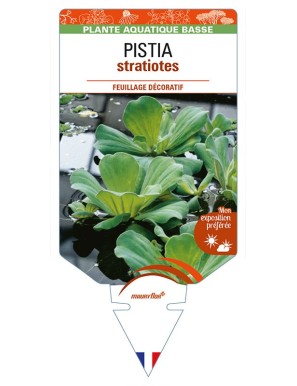 PISTIA stratiotes