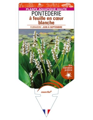 PONTEDERIA cordata 'Alba' voir PONTÉDÉRIE à feuille en cœur blanche