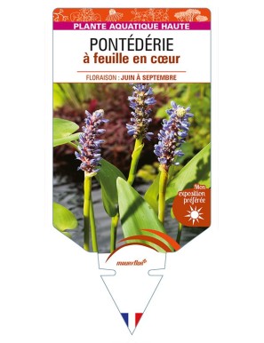 PONTEDERIA cordata voir PONTÉDÉRIE à feuille en cœur