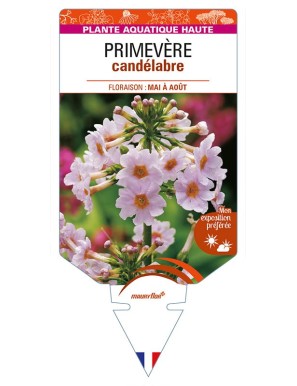 PRIMULA japonica voir PRIMEVÈRE candélabre