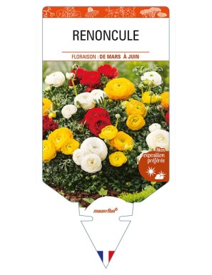 RANUNCULUS asiaticus voir RENONCULE (varié)