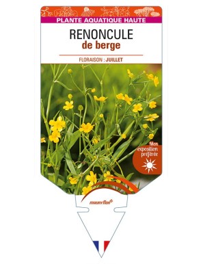 RANUNCULUS flammula voir RENONCULE de berge