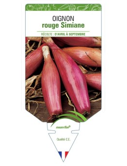 OIGNON ROUGE SIMIANE