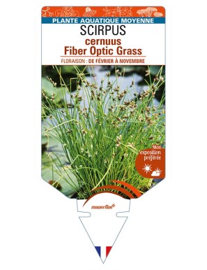 SCIRPUS cernuus Fiber Optic Grass